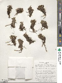 Caltha dioneifolia image