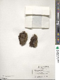 Caltha dioneifolia image