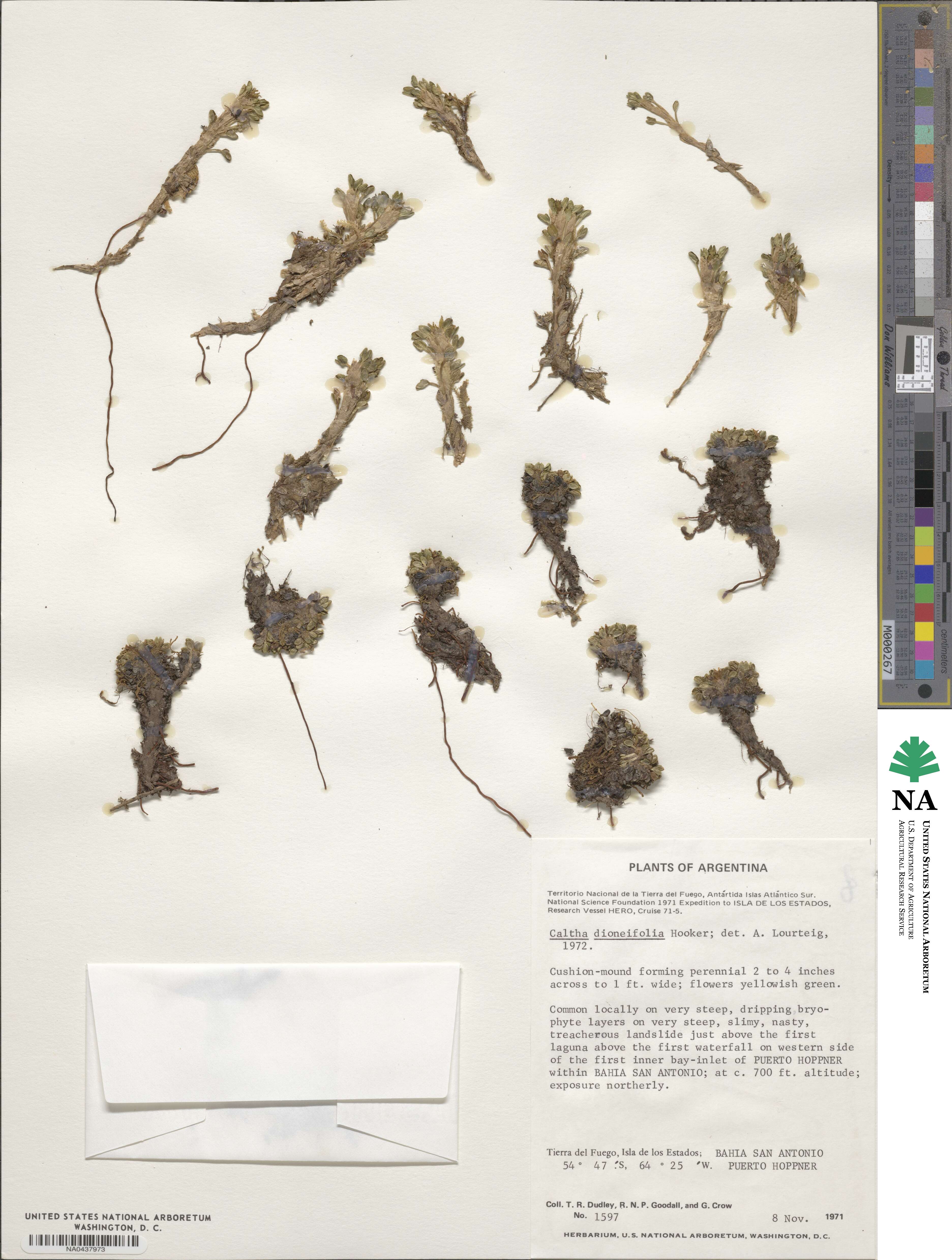 Caltha dioneifolia image