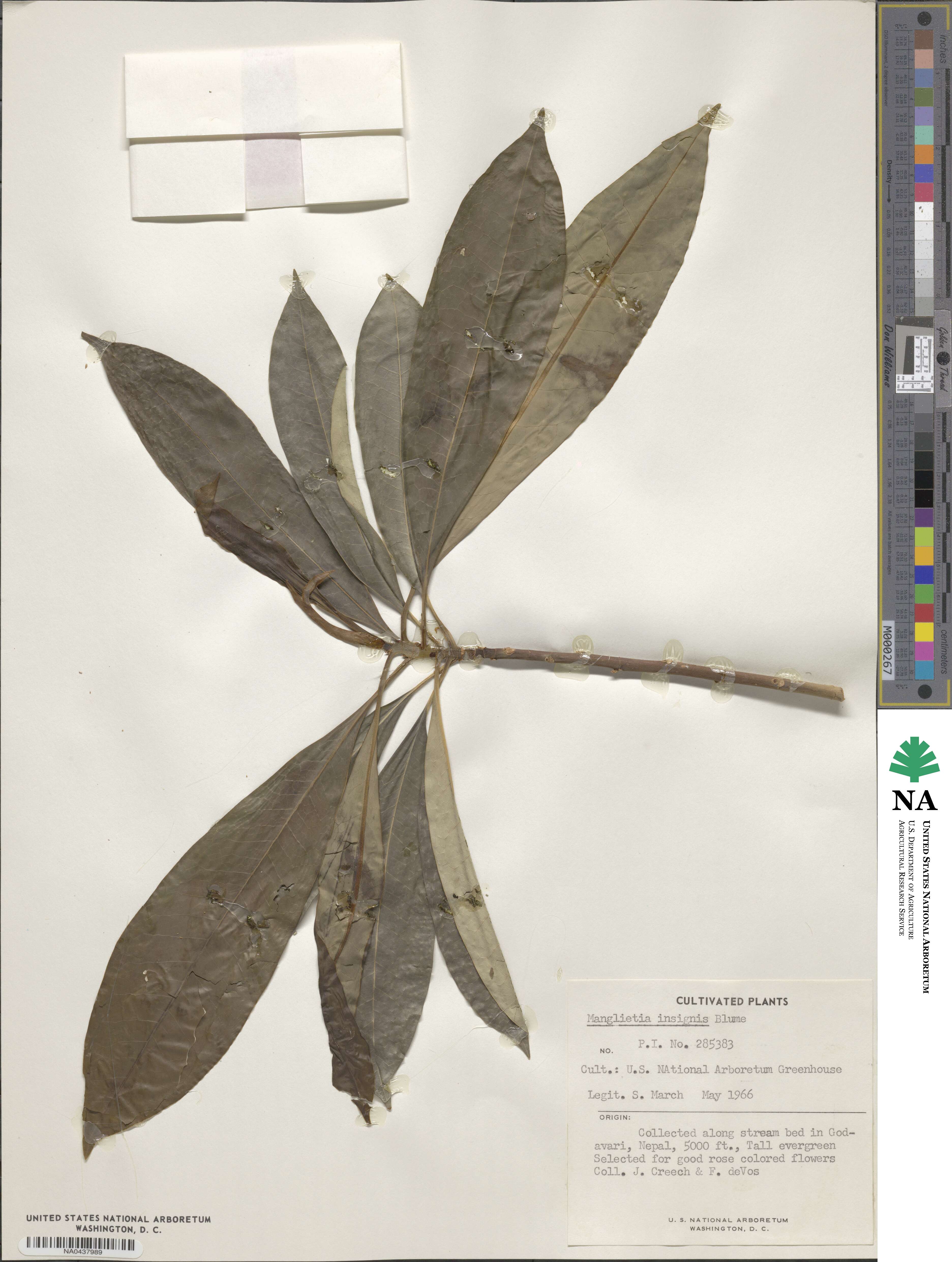 Magnolia insignis image