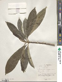 Magnolia insignis image