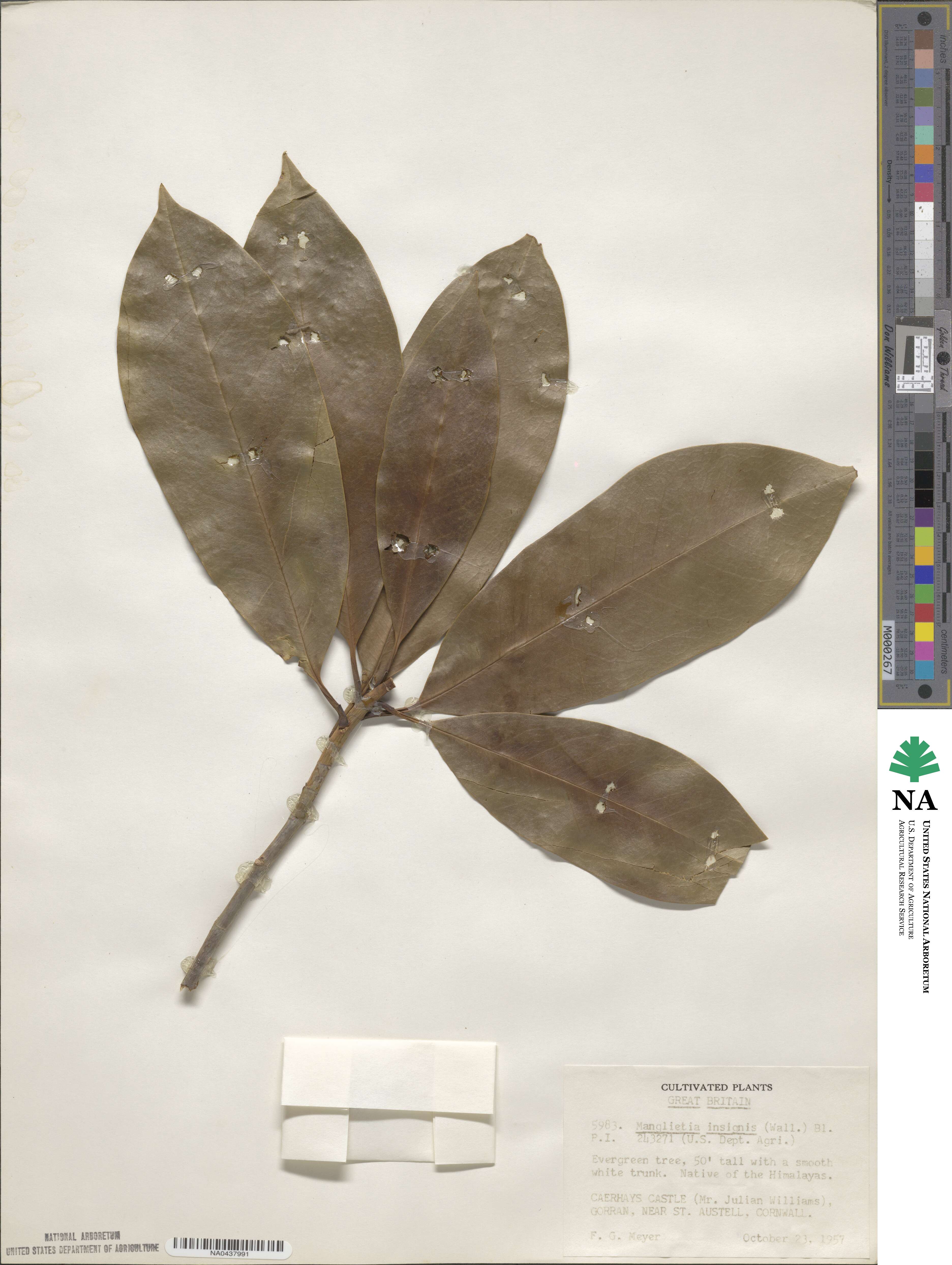 Magnolia insignis image