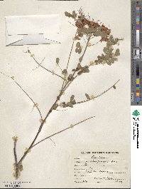 Caesalpinia pulcherrima image