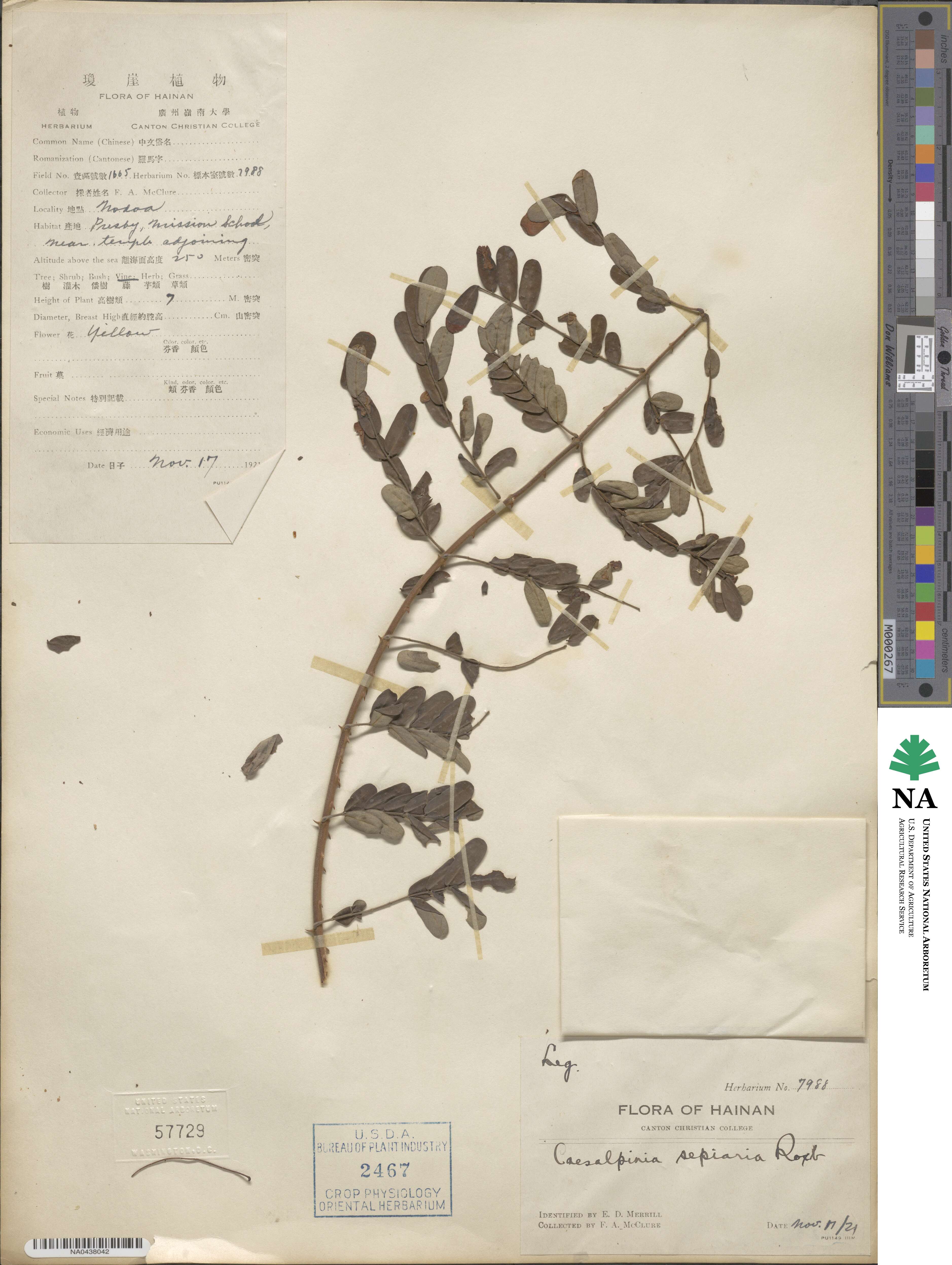 Biancaea decapetala image