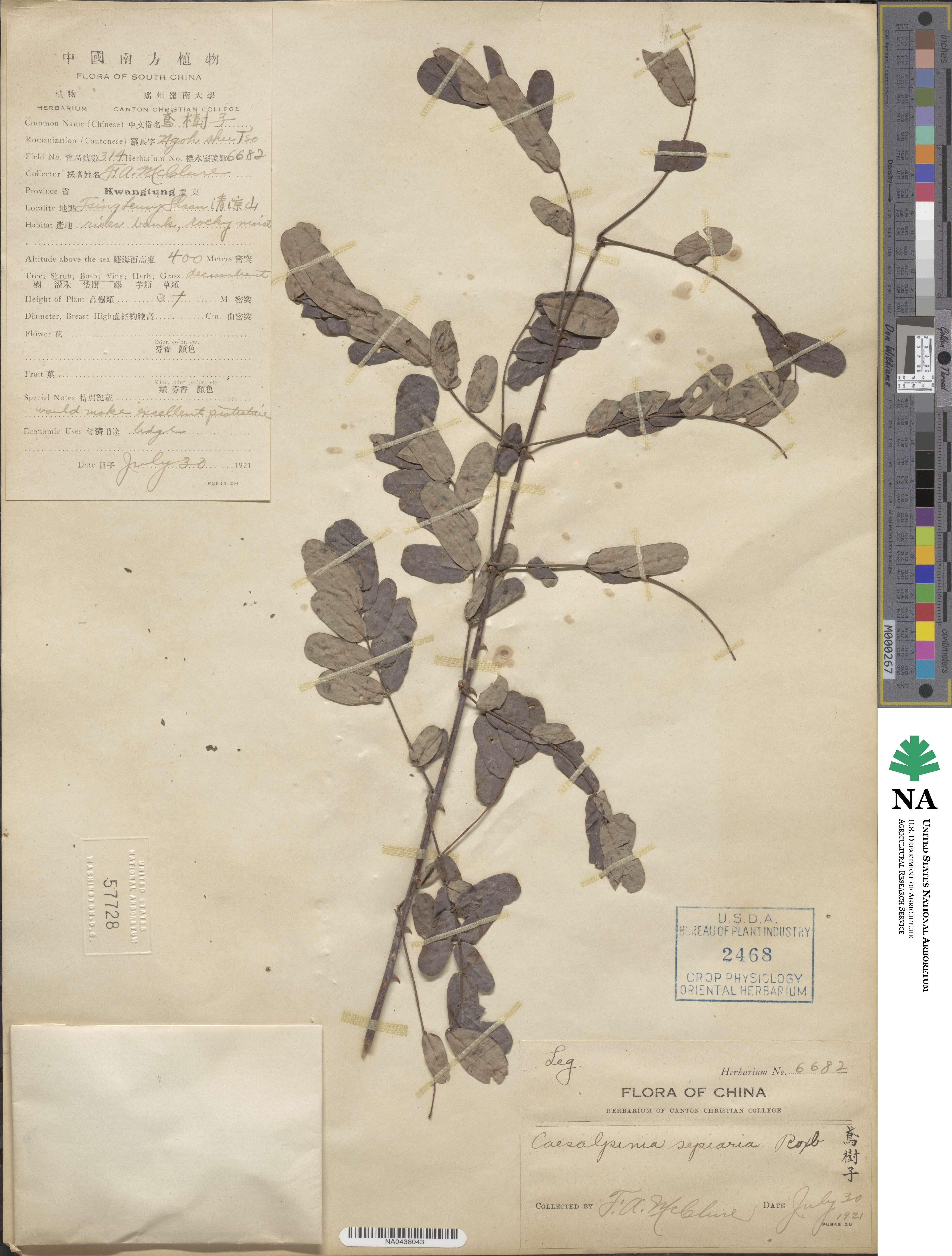 Biancaea decapetala image