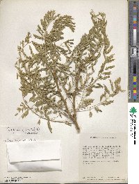 Erythrostemon gilliesii image