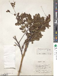 Caesalpinia pulcherrima image