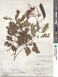 Caesalpinia pulcherrima image