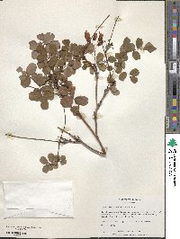 Image of Caesalpinia cassioides