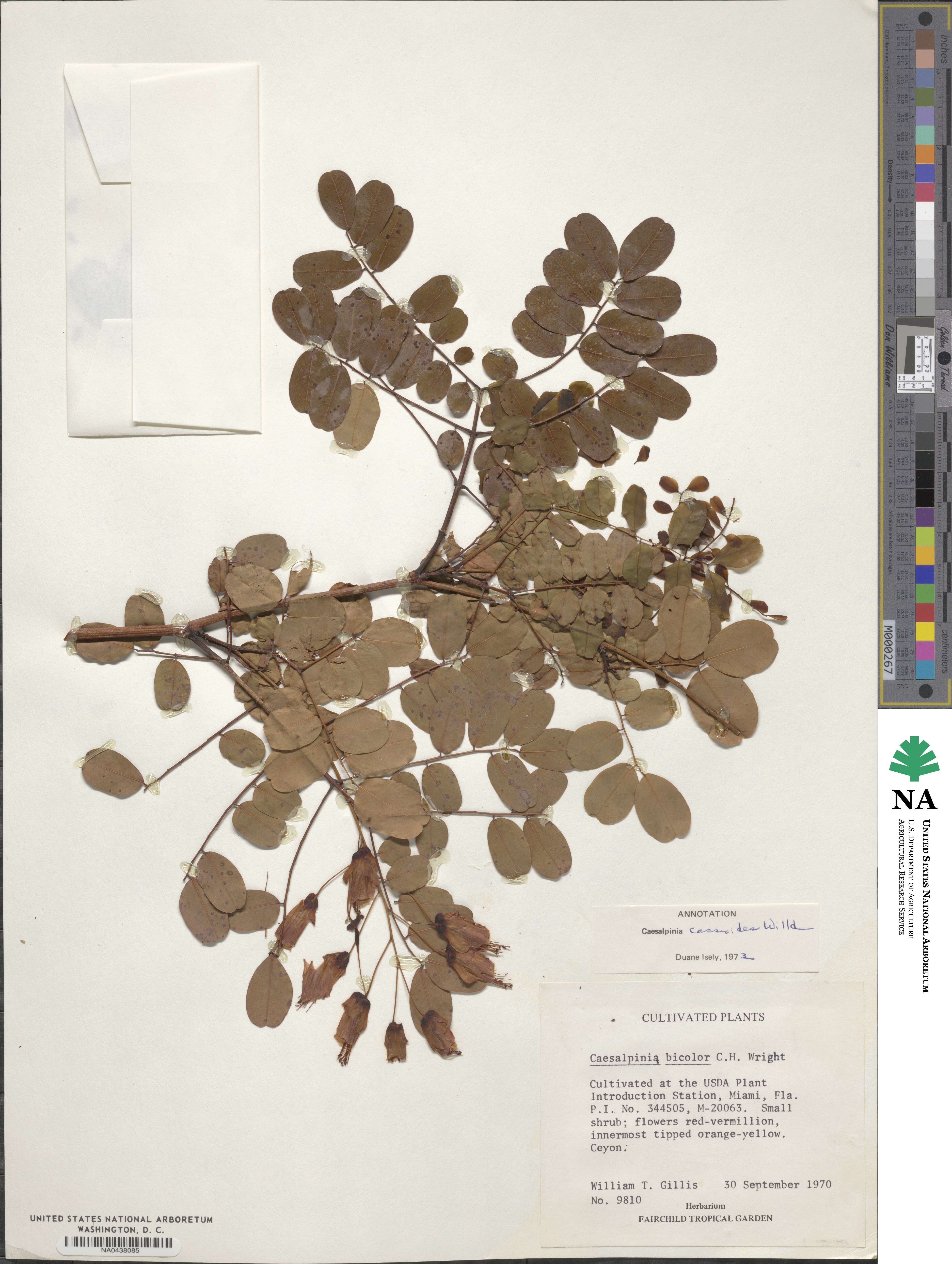 Caesalpinia cassioides image