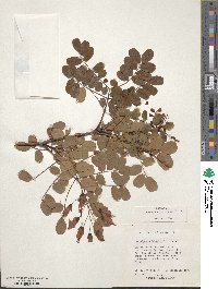 Caesalpinia cassioides image