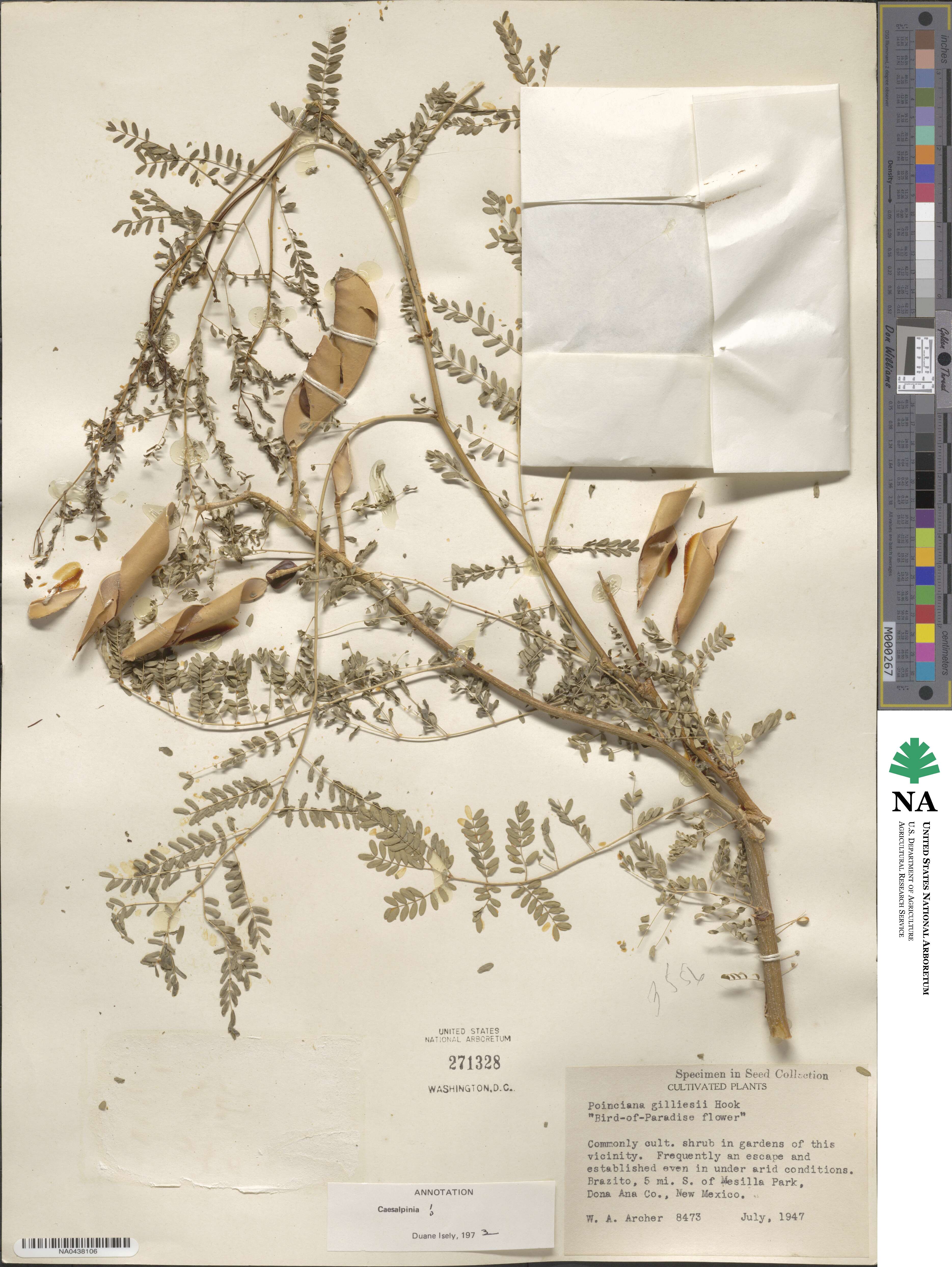 Erythrostemon gilliesii image
