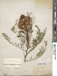 Erythrostemon gilliesii image