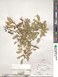 Caesalpinia mexicana image