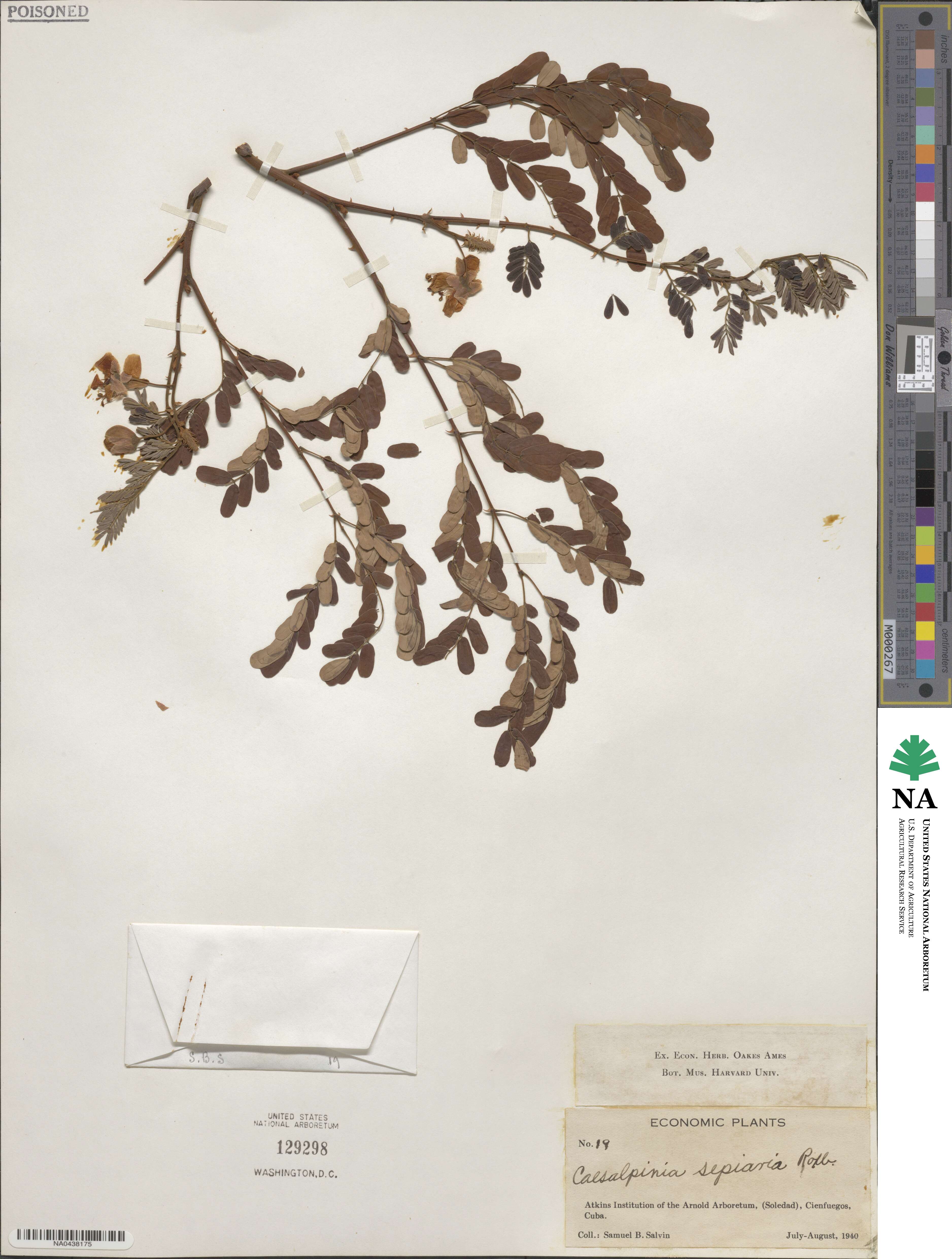 Biancaea decapetala image