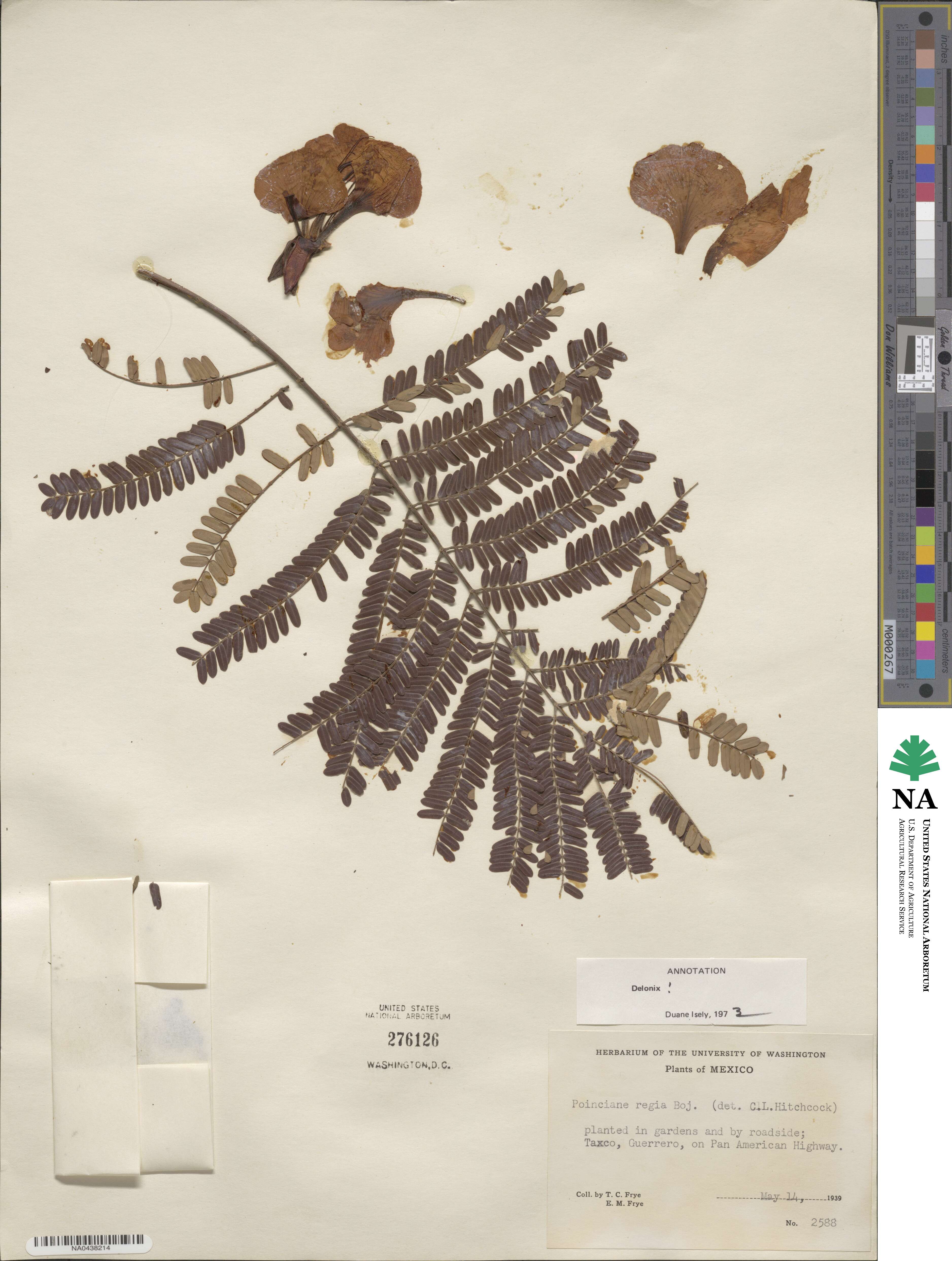 Delonix regia image