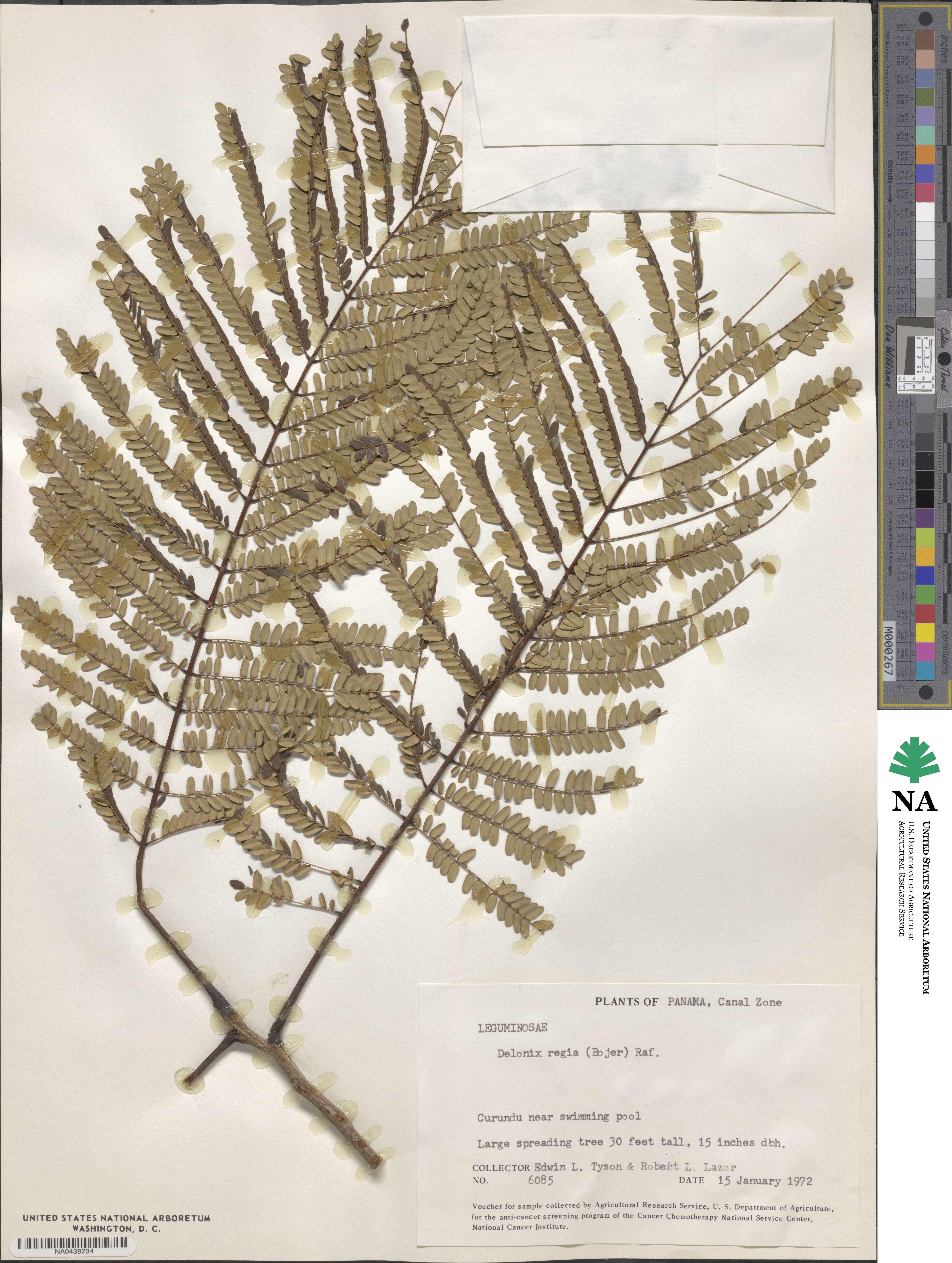 Delonix regia image