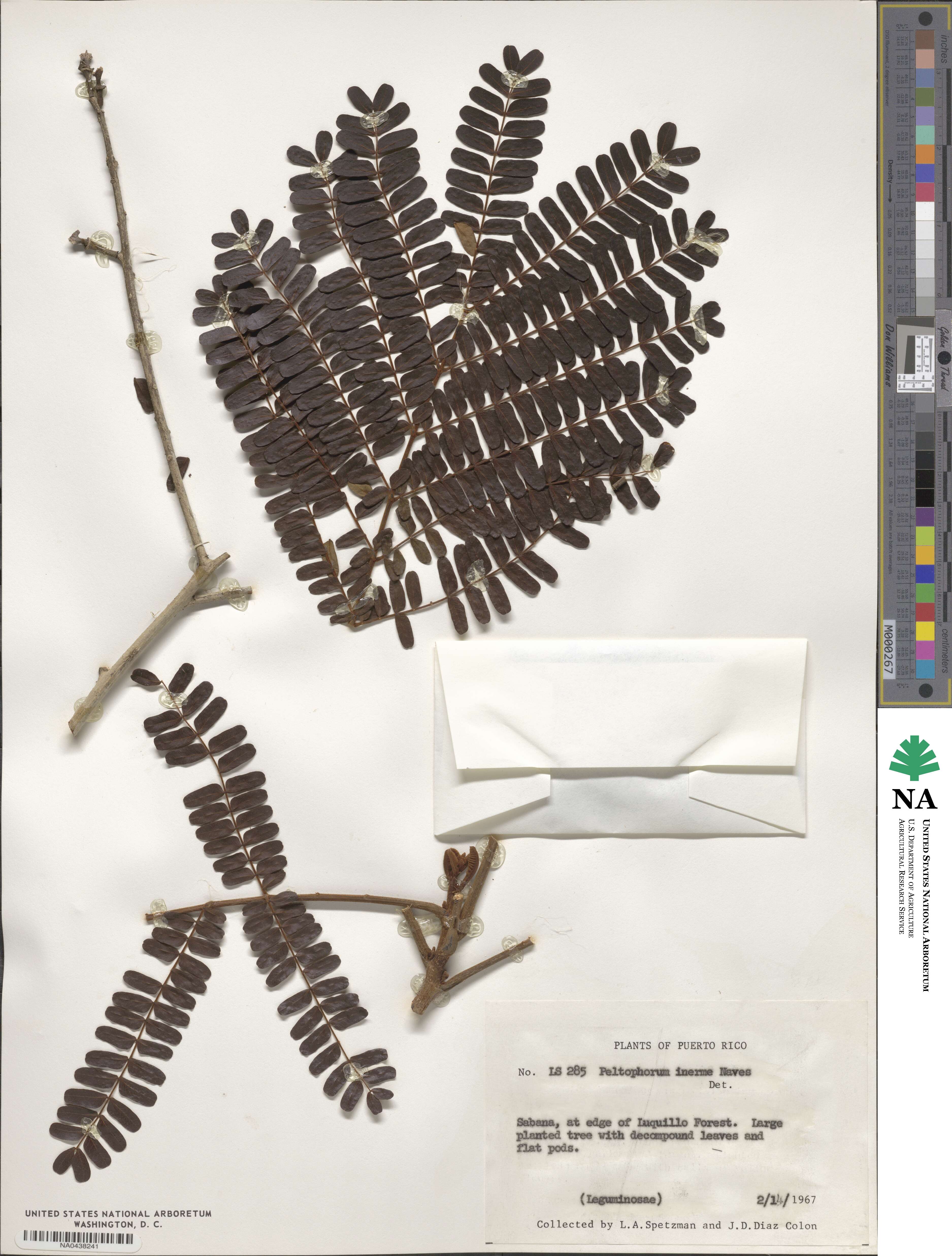 Peltophorum pterocarpum image