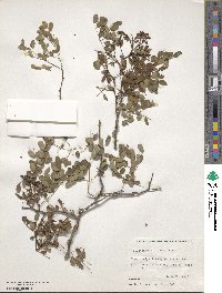 Image of Caesalpinia brasiliensis