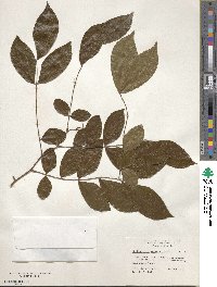 Barnebydendron riedelii image