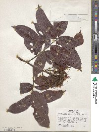 Campsiandra laurifolia image