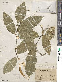 Swartzia simplex image