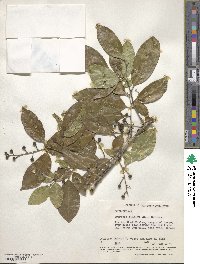 Swartzia simplex image