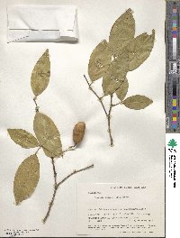 Swartzia simplex image