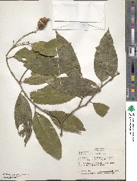 Swartzia simplex image