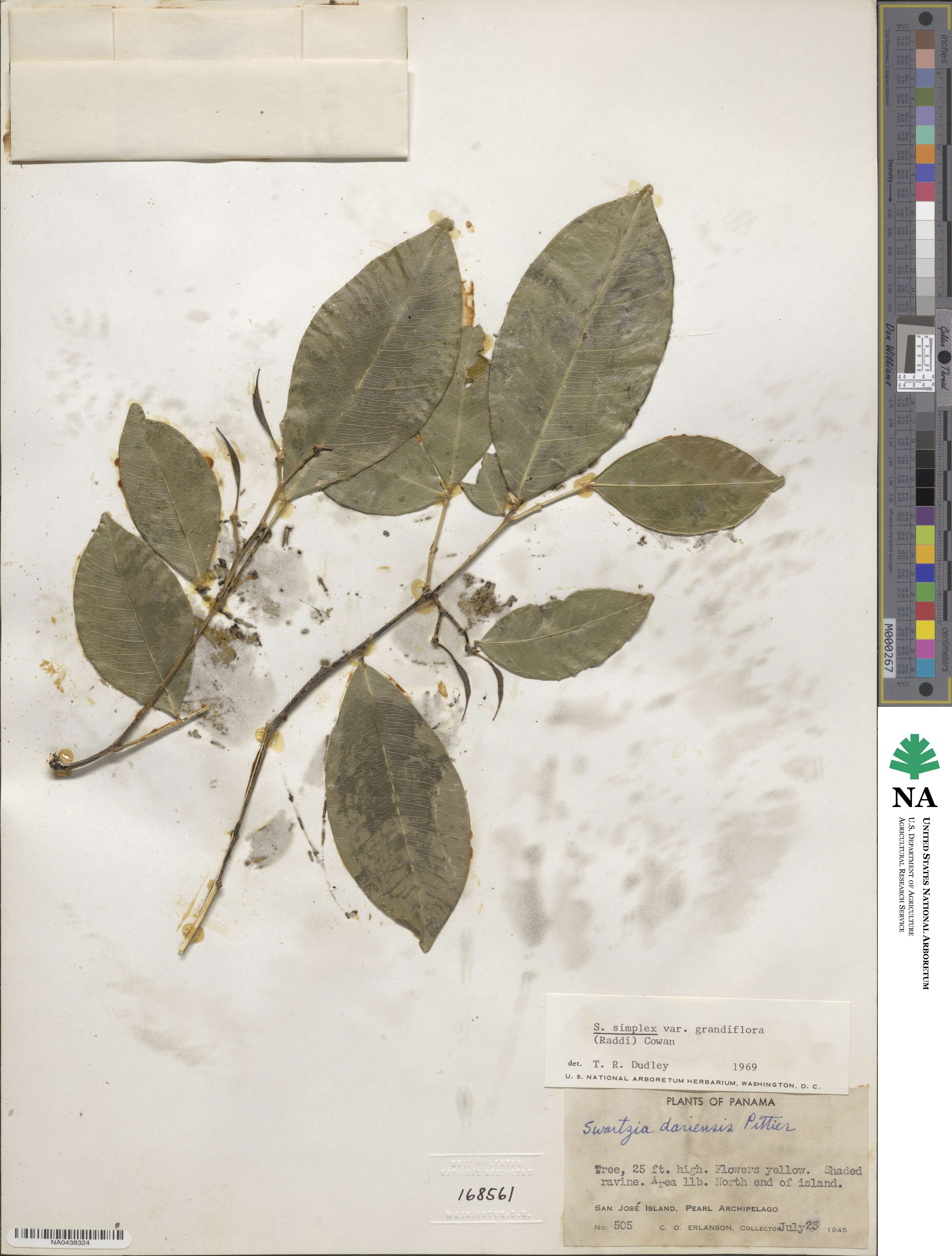 Swartzia simplex image