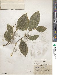 Swartzia simplex image