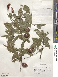 Image of Swartzia arborescens