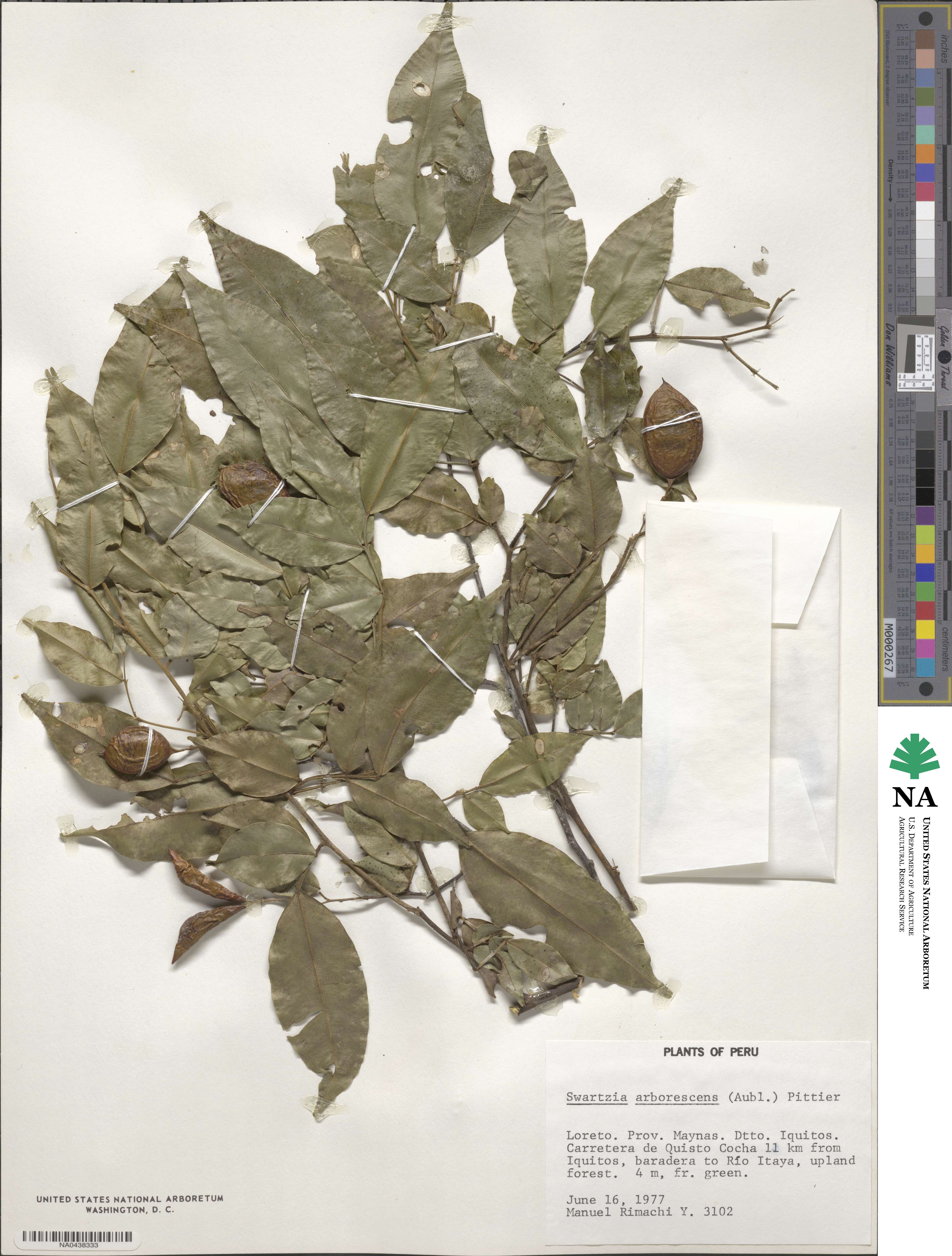 Swartzia arborescens image