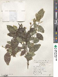 Swartzia arborescens image