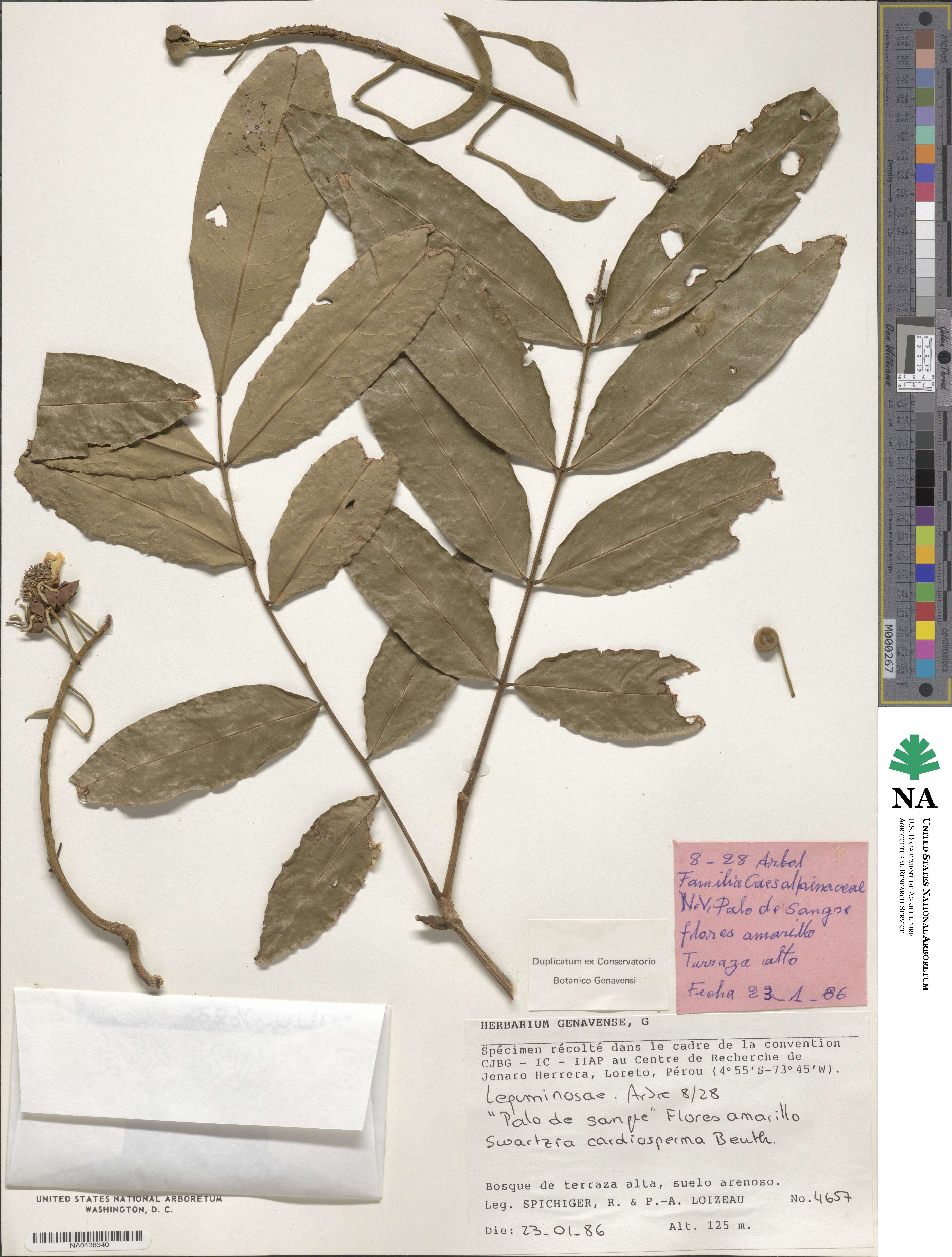 Swartzia cardiosperma image