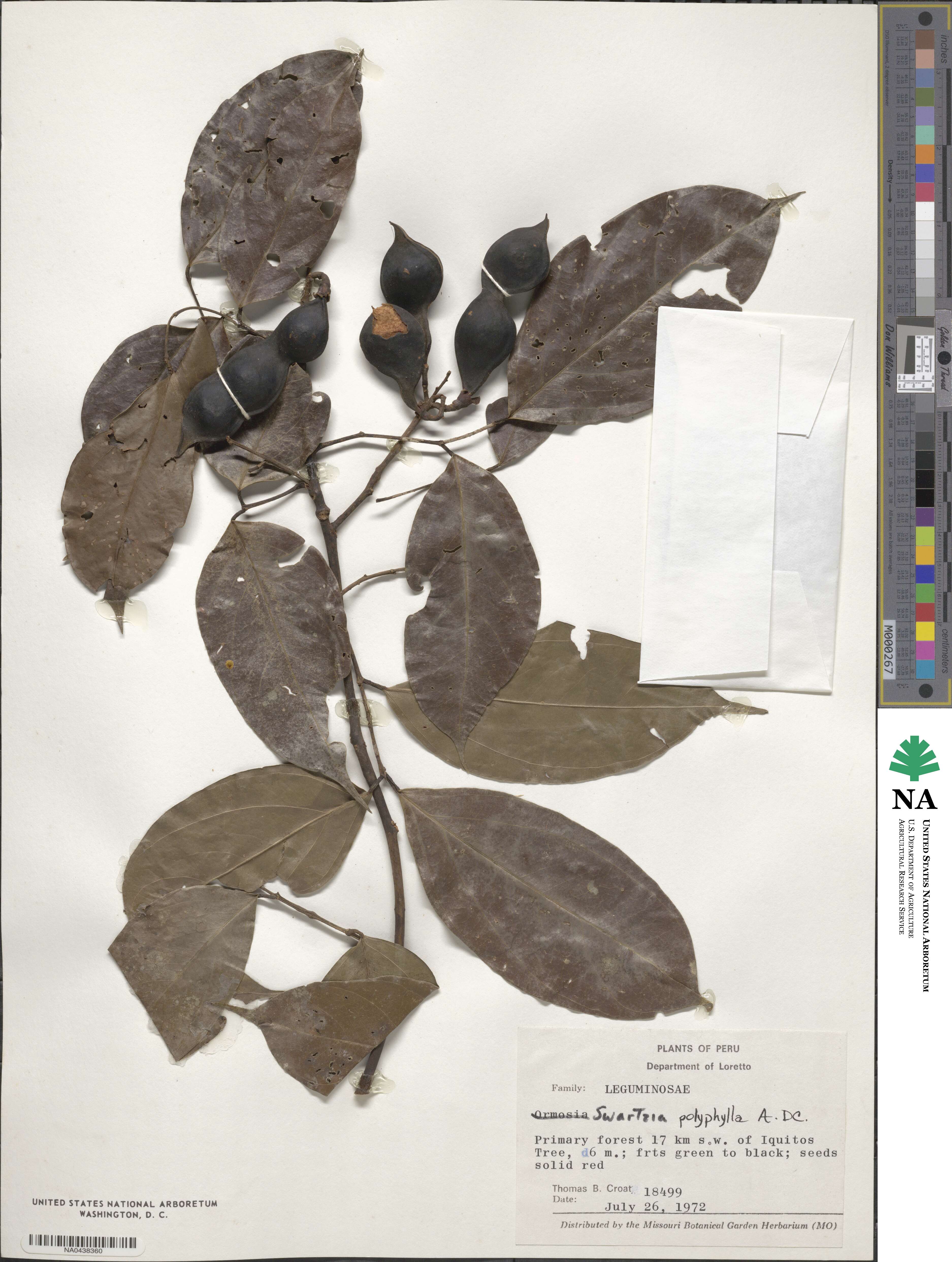 Swartzia polyphylla image