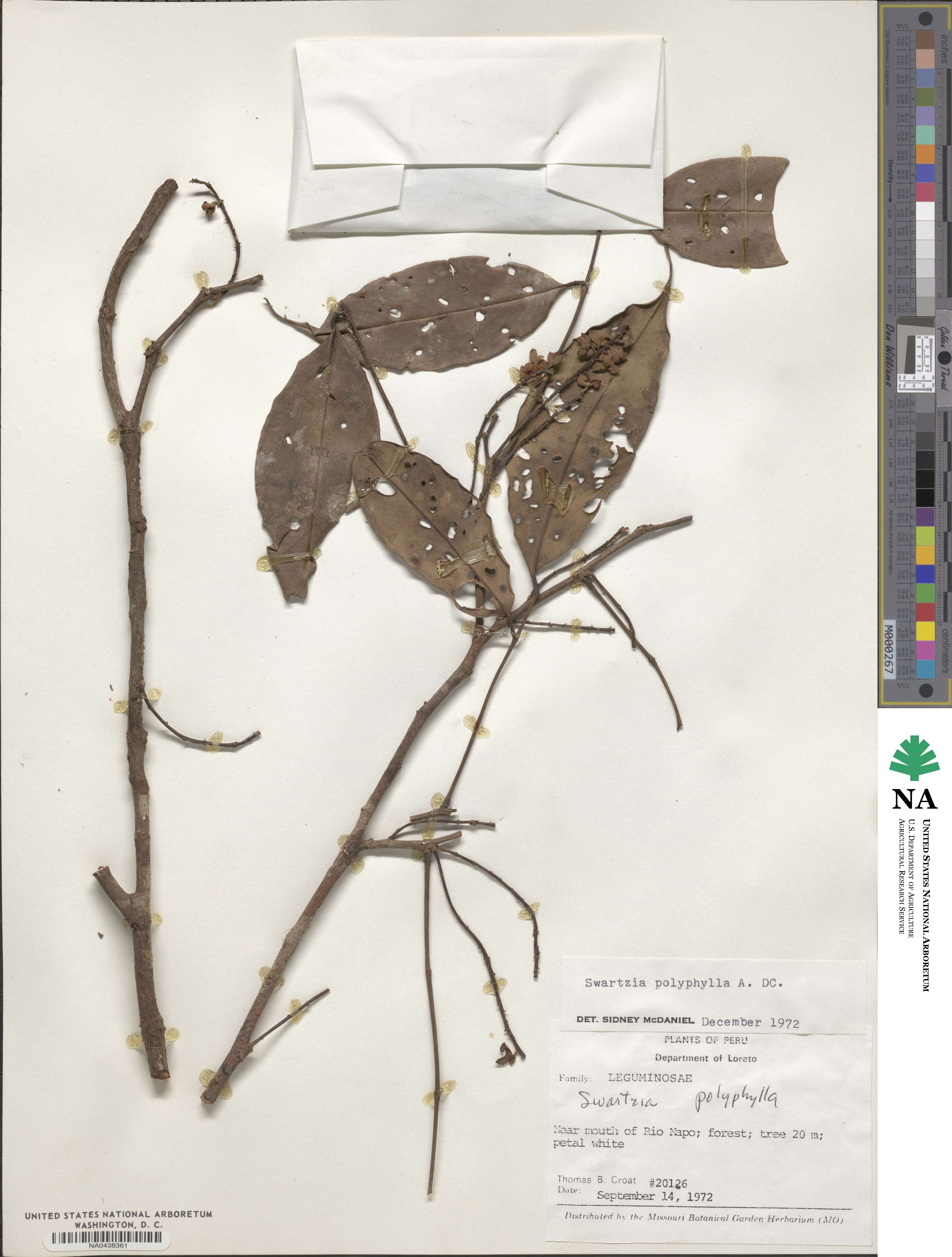 Swartzia polyphylla image