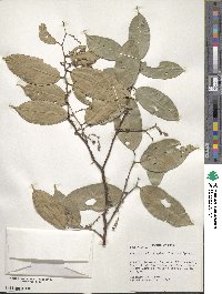 Swartzia simplex image