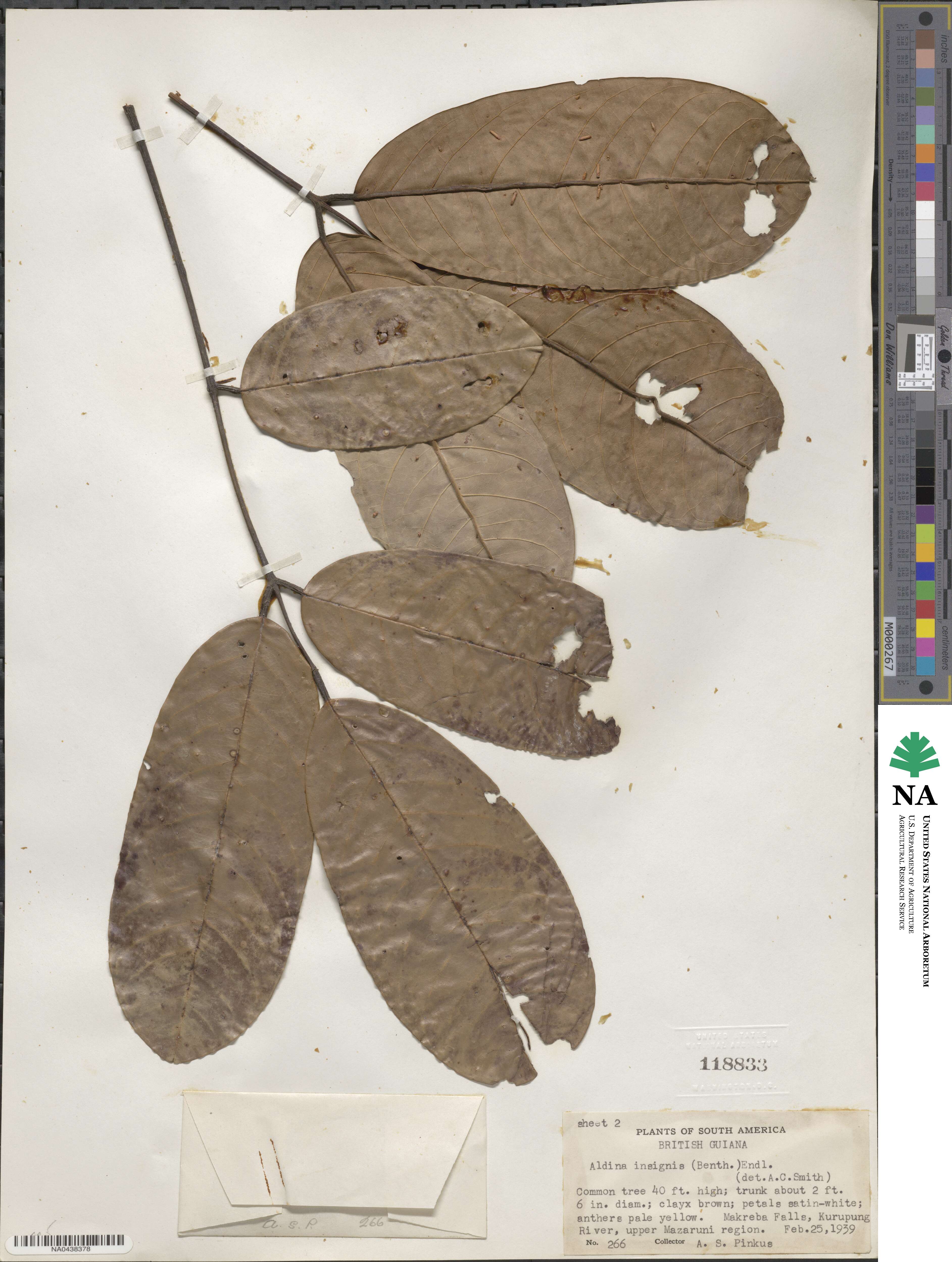 Aldina insignis image
