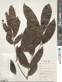 Image of Gilbertiodendron preussii