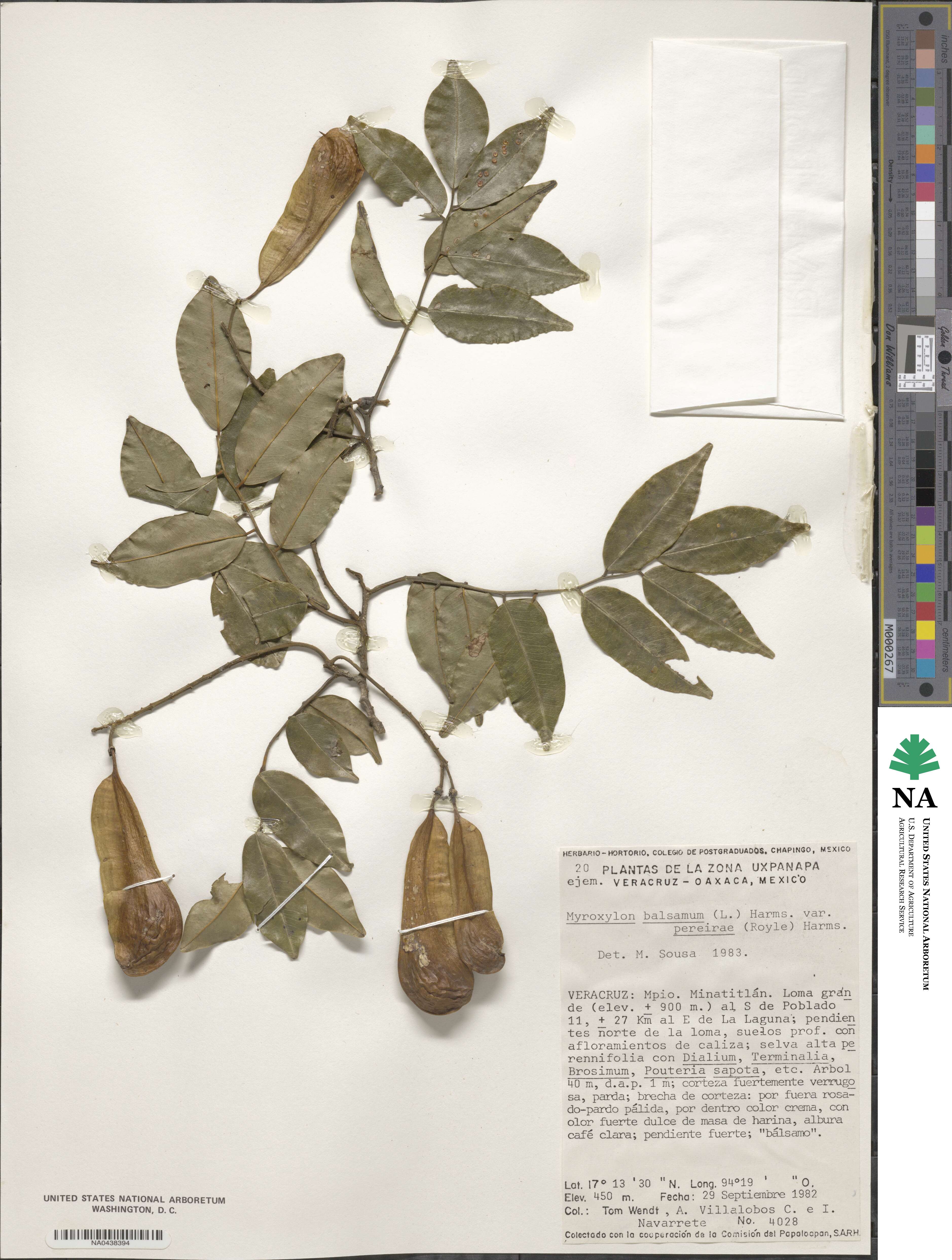 Myroxylon balsamum image