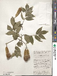 Myroxylon balsamum image