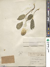 Myroxylon balsamum image