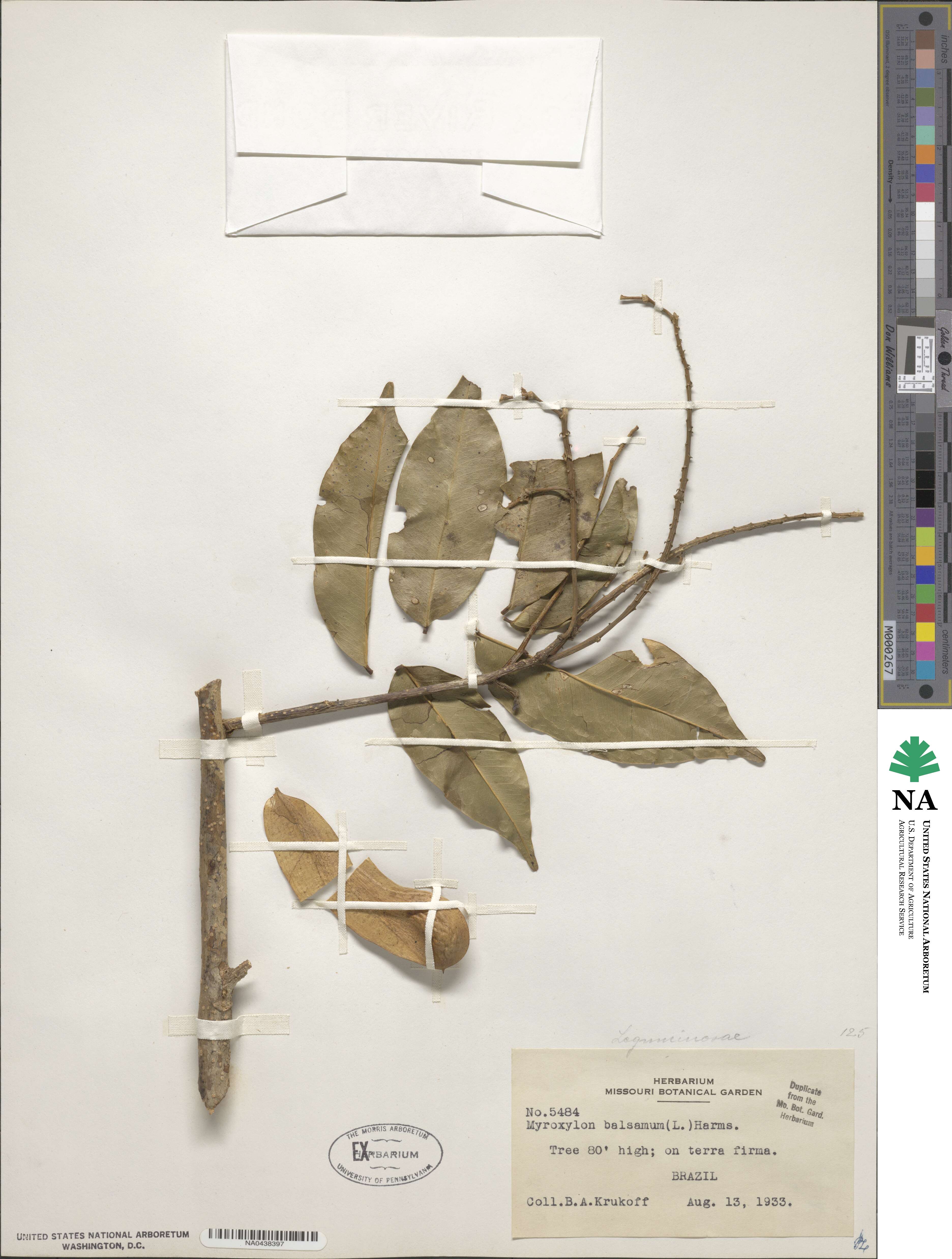 Myroxylon balsamum image