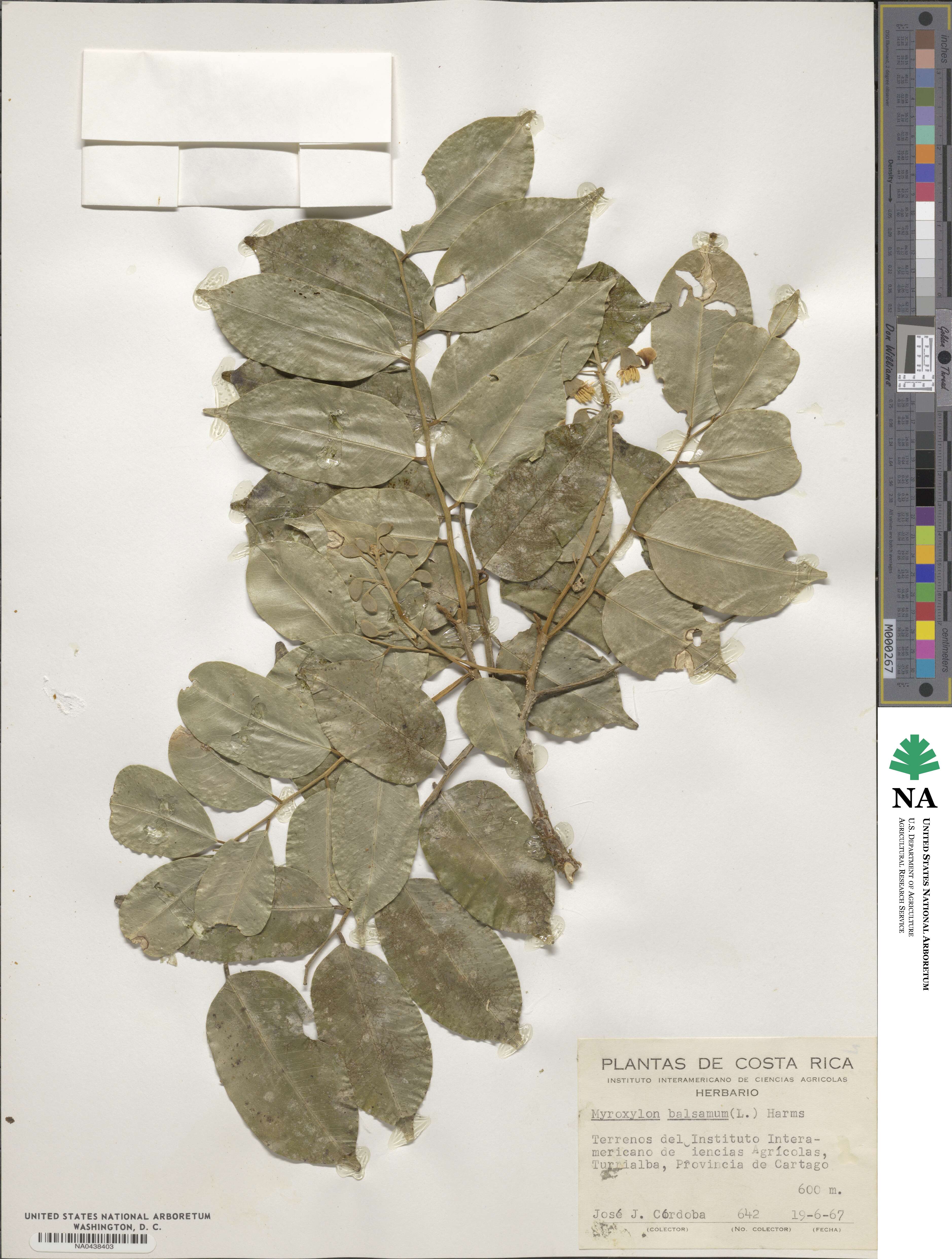 Myroxylon balsamum image