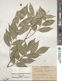 Myroxylon balsamum image