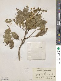 Myroxylon balsamum image