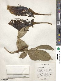 Camoensia scandens image