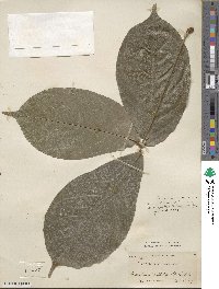 Camoensia scandens image