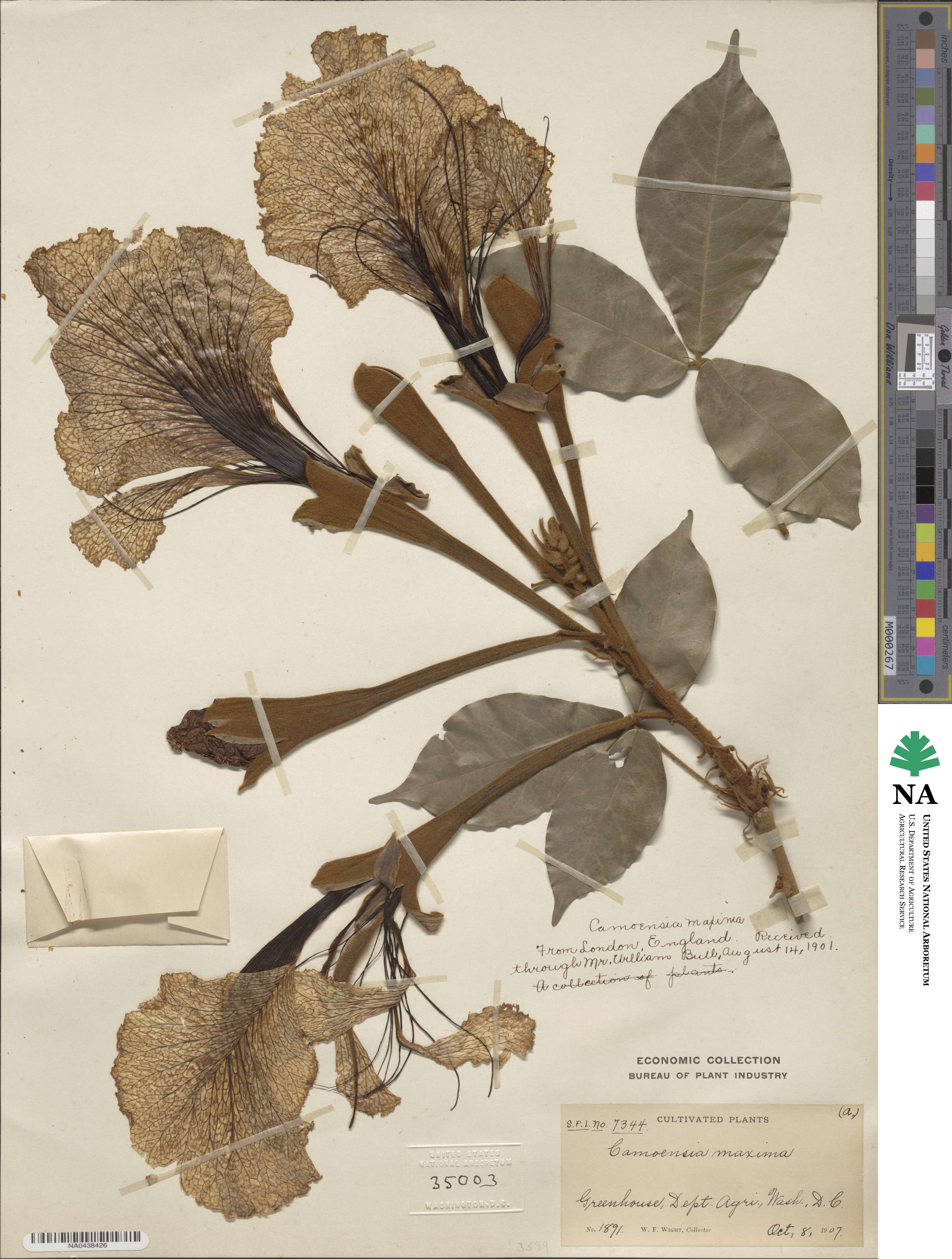 Camoensia scandens image